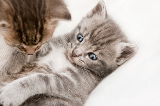 two cats babies playing, a heap of cat is cuddly babies on their mother