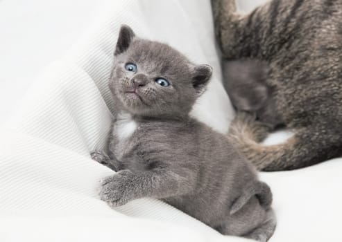 kitten looks upwards, a heap of cat is cuddly babies on their mother