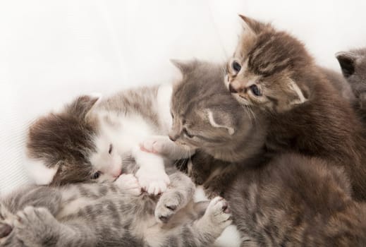 cats babies play together, a heap of cat is cuddly babies on their mother