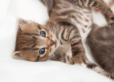 cats child rages with the brothers, a heap of cat is cuddly babies on their mother