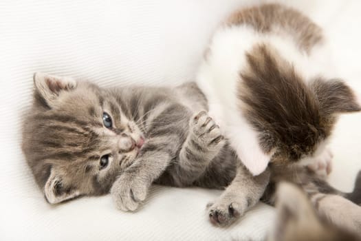 two cats children playing together on a white blanket