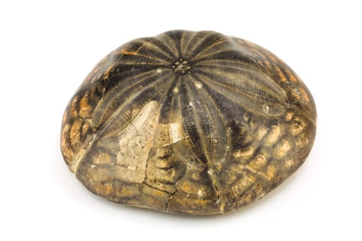 Fossil,close-up of a prehistoric stone on a white background
