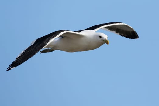 Graceful Kelp Seagull gliding on the ocean breeze