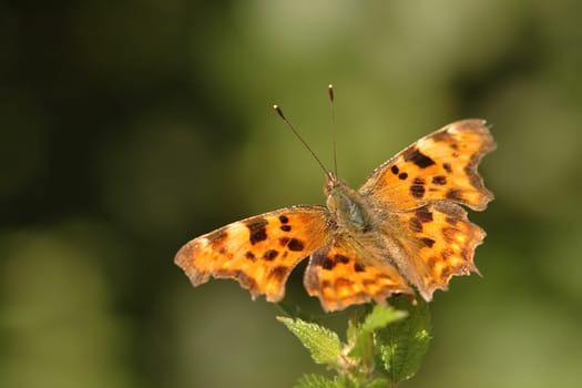 colorful comma butterfly on nettle stem