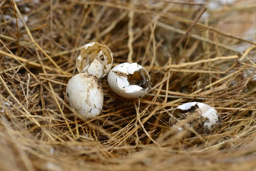 Broken nest egg