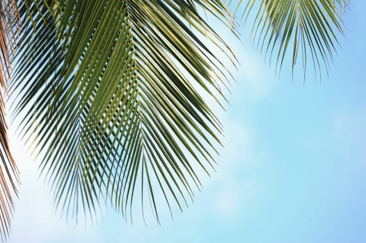 Palm leaf