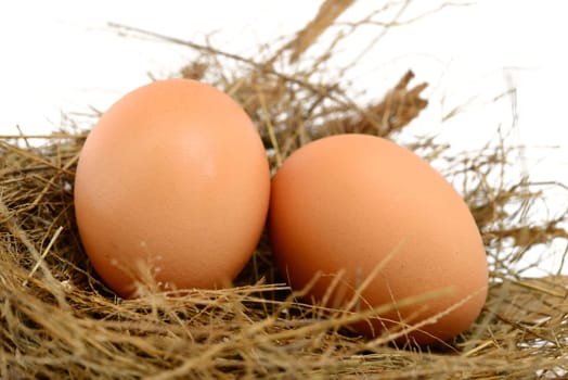 Egg in a Nest