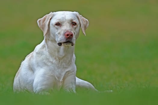 The Labrador