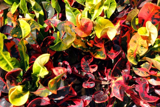 Closeup of tropical croton plant bush red yellow orange and green leaves on a sunny winter day in Florida.