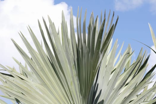 Tropical green fan palm leaves spread out under a bright blue sky with white clouds background on a sunny day in Florida..