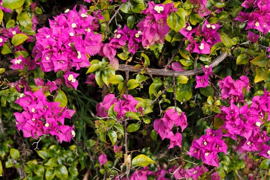 Up close branch of a beautiful, tropical purple yellow fuchsia Bougainvillea plant bush seen in tropical Fort Lauderdale, Florida on a sunny winter day..