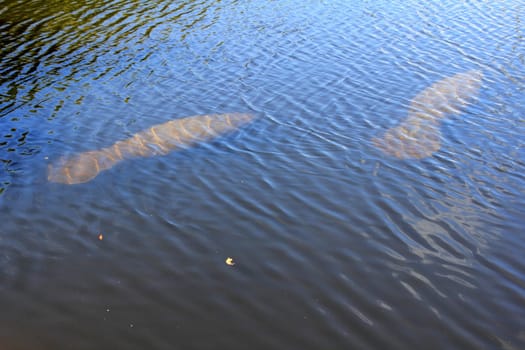 Two manatee sea creatures seen from above swimming below the water surface in a sunny brackish canal in Fort Lauderdale, Florida inland a few miles from the Atlantic ocean in winter..