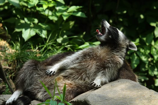 Raccoon
