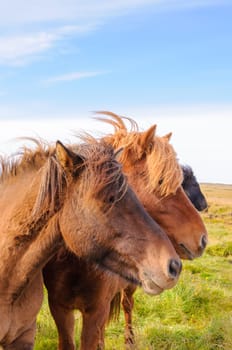Icelandic horses