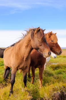 Icelandic horses
