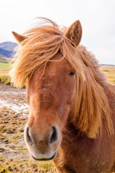 Icelandic horses