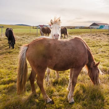 Icelandic horses