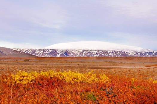 Icelandic landscape with volcanic rocks and green grass