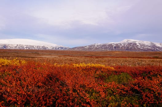 Icelandic landscape with volcanic rocks and green grass