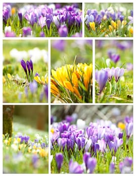 Colorful spring flowers collage