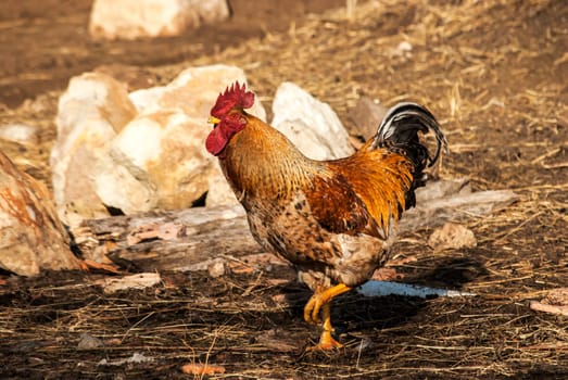 Rooster in rural barn yard in sunny day