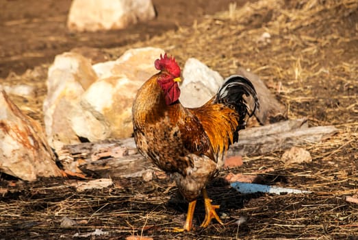 Rooster in rural barn yard in sunny day
