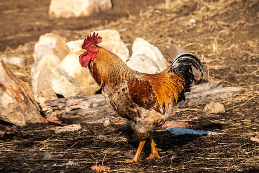 Rooster in rural barn yard in sunny day