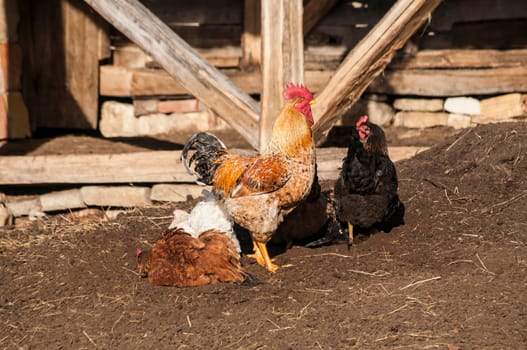 Rooster and hens in rural barn yard