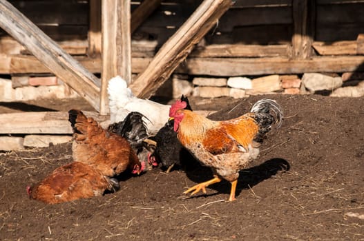 Rooster and hens in rural barn yard