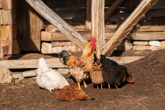 Rooster and hens in rural barn yard