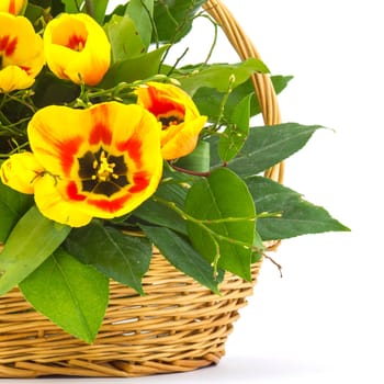 yellow tulips in a basket on a white background