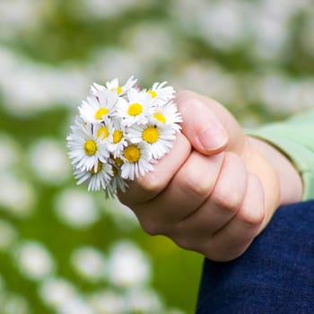 daisies - a gift for the mother