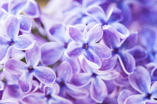 Blooming lilac flowers. Abstract background. Macro photo.
