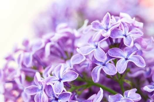 Blooming lilac flowers. Abstract background. Macro photo.