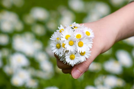 daisies - a gift for the mother