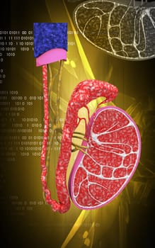 Digital illustration of kidney in colour background