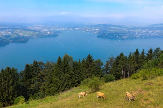 Braunvieh on the Bürgenstock Alp