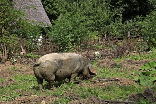 Happy domestic pig