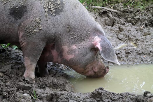 Bentheim country pig