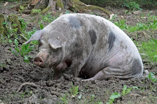 Bentheim country pig