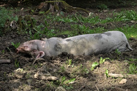 Bentheimer Landschwein
