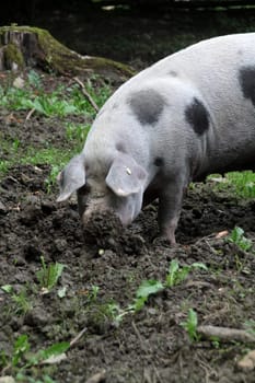 bentheim black pied