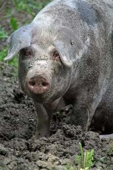 Bentheim country pig