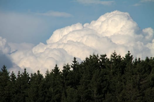 Clouds over spruce forest