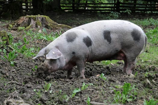 Bentheim country pig