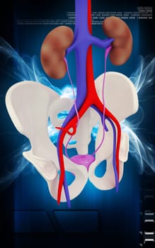 Digital illustration of Kidney and Pelvic girdle in colour background