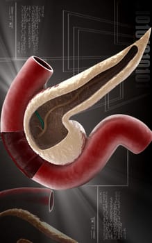 Digital illustration of pancreas in colour background