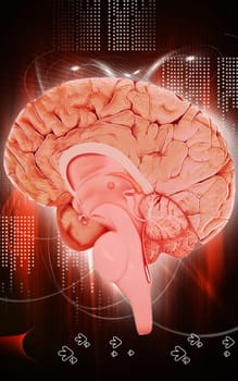 Digital illustration of brain in colour background
