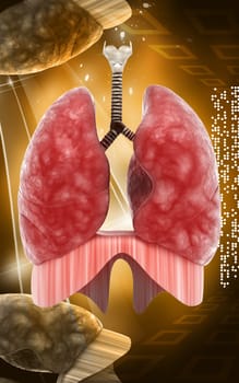 Digital illustration of human lungs in colour background