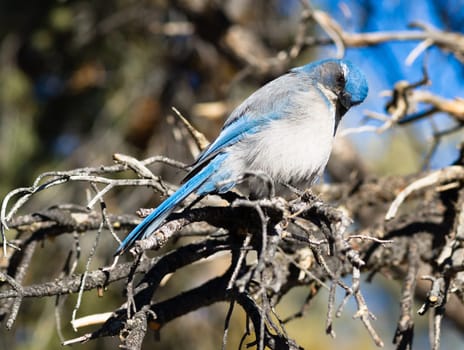 A blue bird hangs out in the picnic area looking for a handout